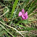 Cyclamen purpurascens Mill. 	<br />Primulaceae<br /><br />Ciclamino delle Alpi<br />Cyclamen d'Europe <br />Europäisches Alpenveilchen, Gemeine Zyklame, Erdscheibe <br />
