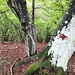 Stranezze naturali