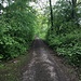 Der Waldweg bei Grien.