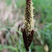 Unscheinbar aber schön, die Blüte eines Grases.