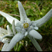 Alpen - Edelweiss (Leontopodium nivale subsp. alpinum)