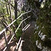 La ringhiera dove ci si cala nel ripido bosco