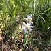 Narcisi