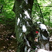 Baum und Stein