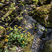 Der Frühling zaubert Sumpfdotterblumen ins Bachbett.