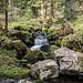 Es ist ein rechter Zauberwald hier, über viele Felsbrocken purzelt der Bach. Wildspuren führe mich relativ gut an ihm entlang.