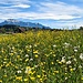 Von Buonas laufen wir wieder nach Zug. Im Rücken von uns, die Rigi.