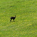 Gemse auf der Wiese