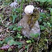 eine echte Bergsteigerschnecke