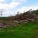 Abgeholzter Nadelwald