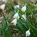 Frühlingsboten