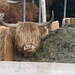 Volahiku Frisur, zum neidisch werden ;-)
