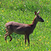 Das Pärchen lief gemütlich durch die Waldlichtung.