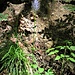Phyteuma nigrum F. W. Schmidt 	<br />Campanulaceae<br /><br />Raponzolo nero<br />Raiponce noire <br />Schwarze Rapunzel <br />