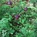 Aquilegia atrata W. D. J. Koch<br />Ranunculaceae<br /><br />Aquilegia scura<br />Ancolie noirâtre<br />Dunkle Akelei 