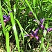 Iris graminea L. 	<br />Iridaceae<br /><br />Giaggiolo susinario<br />Iris graminée <br />Grasblättrige Schwertlilie <br />