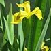 Iris pseudacorus L. 	<br />Iridaceae<br /><br />Giaggiolo acquatico<br />Iris jaune <br />Gelbe Schwertlilie <br />