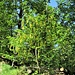 Laburnum alpinum (Mill.) Bercht. & J. Presl 	<br />Fabaceae<br /><br />Maggiociondolo di montagna<br />Aubour des Alpes<br />Alpen-Goldregen <br />