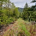 urchiger Weg zum Bielieggli