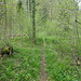 schmaler Weg zum kleinen Weiher von Sigrain