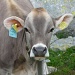 una mucca curiosa poco sopra l'Alpe di Lucendro.