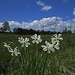 Weiße Narzissen (Narcissus poeticus) im Issinger Moor 