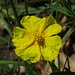 Gelbes Sonnenröschen (Helianthemum nummularium)