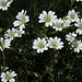 Acker-Hornkraut (Cerastium arvense)