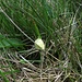  Schleimpilz: Gelbe Lohblüte oder Hexenbutter (Fuligo septica)