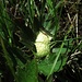  Schleimpilz: Gelbe Lohblüte oder Hexenbutter (Fuligo septica)