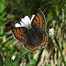 Lycaena helle (Blauschillernder Feuerfalter)