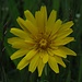 Wiesen-Bocksbart (Tragopogon pratensis)