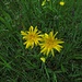 Endlich sind sie wieder da! / Finalmente in fiore! <br />Wiesen-Bocksbart (Tragopogon pratensis)