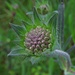 Acker-Witwenblume (Knautia arvensis) Knospe / bocciolo