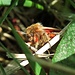 Zimtbär oder Rostflügelbär (Phragmatobia fuliginosa)<br />Er ist als Falter und Raupe für Vögel ungenießbar / Non è commestibile per gli uccelli come falena e bruco