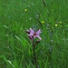 Kuckucks-Lichtnelke (Silene flos-cuculi)