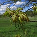 Männliche Blüten der Eiche / Fiori maschili della quercia 