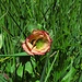 Bach-Nelkenwurz (Geum rivale), Blutströpferl