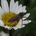 Haarige Beine / gambe pelose