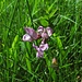 Gestreifte Wicke (Vicia pannonica subsp. striata)