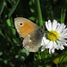 Kleines Wiesenvögelchen (Coenonympha pamphilus) 