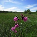 Rote Lichtnelke (Silene dioica)