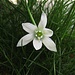 Milchstern (Ornithogalum),