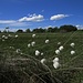 Scheiden-Wollgras (Eriophorum vaginatum)