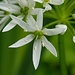 Bärlauch (Allium ursinum) Blüte mit langer Nase../ con naso lungo 