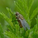 Fliege im Biotop / mosca