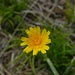 Kleinköpfiger Pippau (Crepis capilaris) 