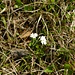 Weiße Mehlprimel (Primula farinosa)