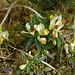  Buchs-Kreuzblume (Polygala chamaebuxus)