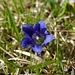 (Gentiana acaulis) Kochs Enzian, Stängelloser Enzian
